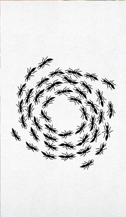 A ring of ants, close to a symbol.